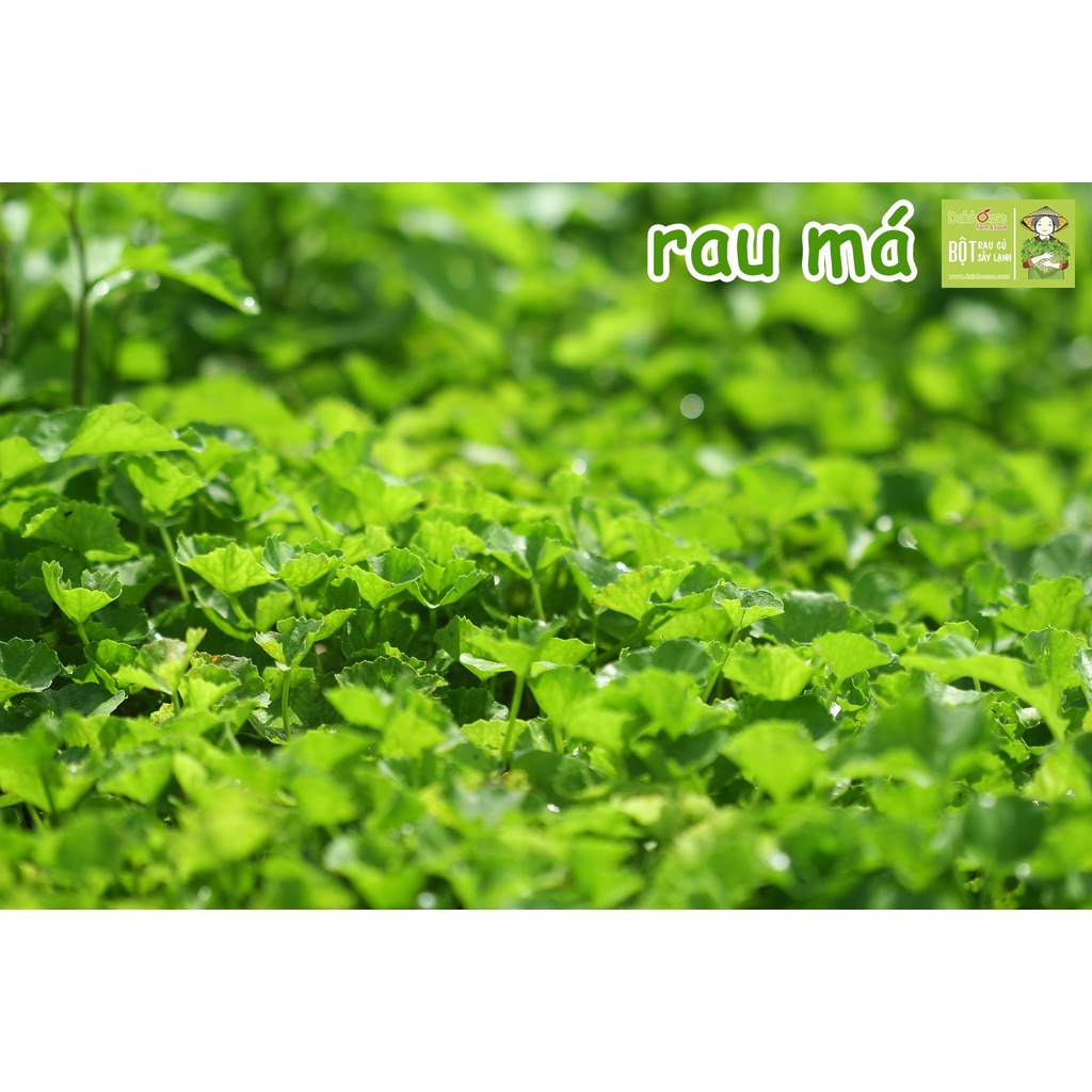 Ảnh Bột rau má nguyên chất Dalahouse công nghệ sấy lạnh tiêu chuẩn Châu Âu hộp 120 gr 1