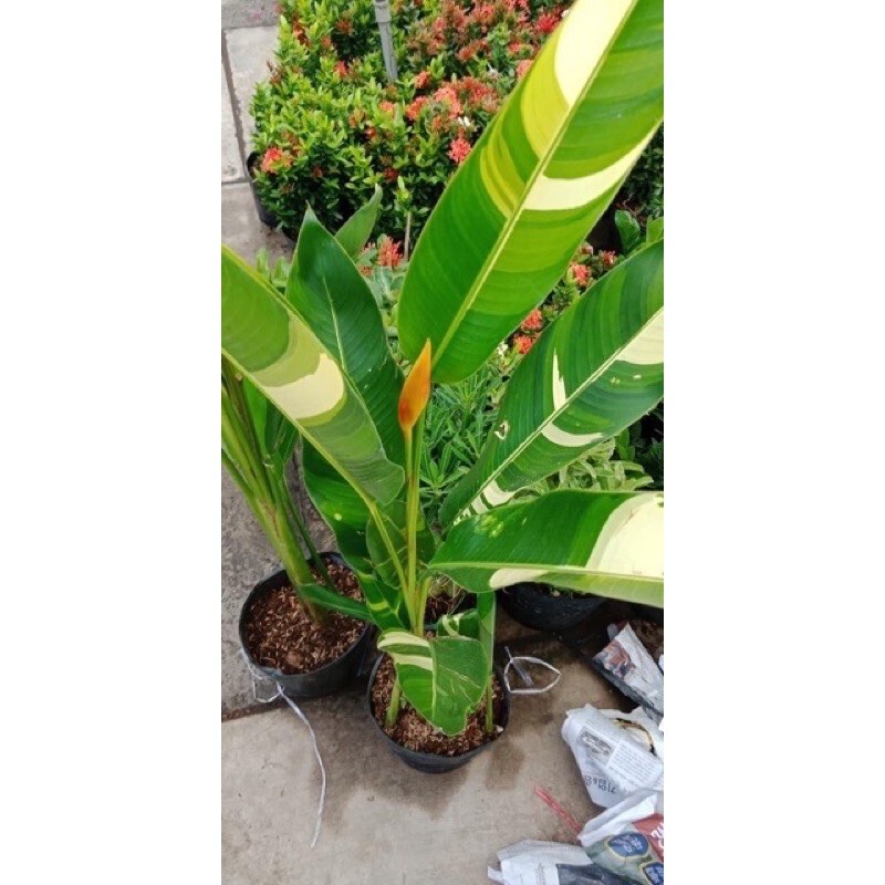 chuối Thiên Điểu Cẩm Thạch (loại siêu bông) - cây cảnh trong nhà