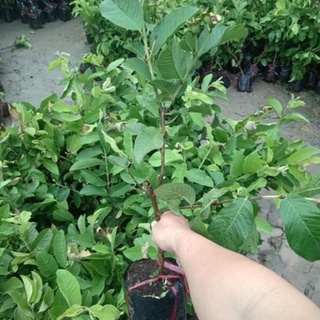 Cây ổi lê Đài Loan cao 70-90 cm(ảnh thật hình cuối) .