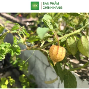 Cây tầm bóp khô JINDO 1kg