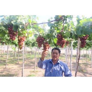 Cây Nho Hồng Ngọc NH01-152 Giống Chuẩn .