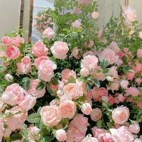 peachydavy