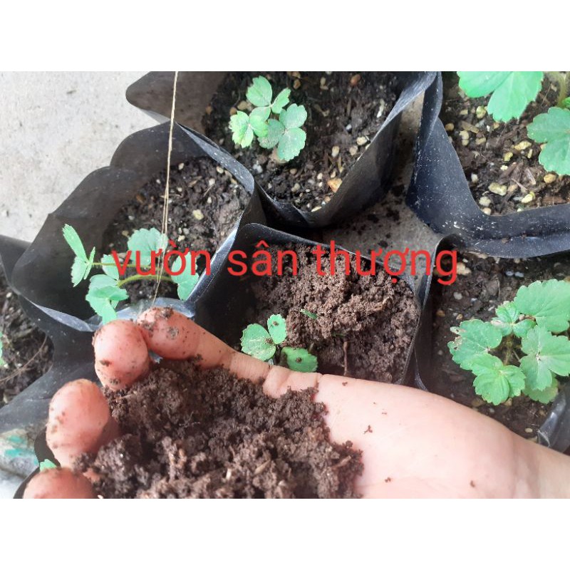 10kg Phân Tr.ùn Ngu.yên Ch.ất Nhà N.uôi, Đủ Tháng Xuất, Duy Trì Độ Ẩm Giúp Trứ.ng Tr.ùn Còn