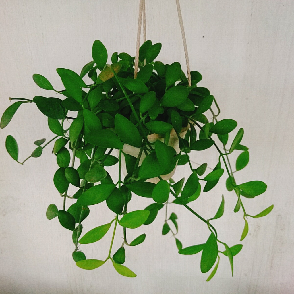 Cây lan đô la chậu treo, thân leo rủ rất nhanh, tươi tốt quanh năm, cây cảnh treo tường và ban công