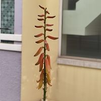 hoacuatroi1