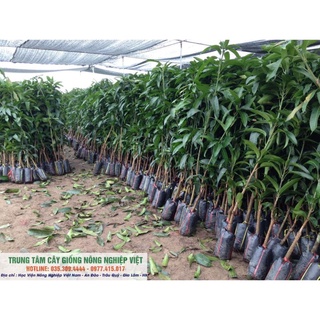 Cây Xoài Úc F1 Quả To Tròn (ảnh thật số 2) .