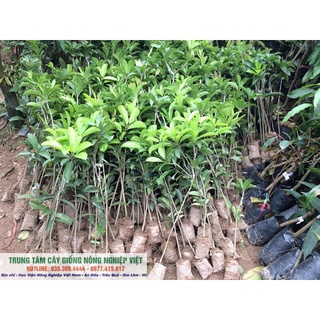 Cây Giống Hồng Xiêm Xuân Đỉnh .