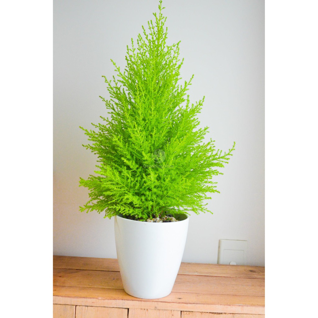 Cây tùng thơm cao 30-50 cm trang trí noel