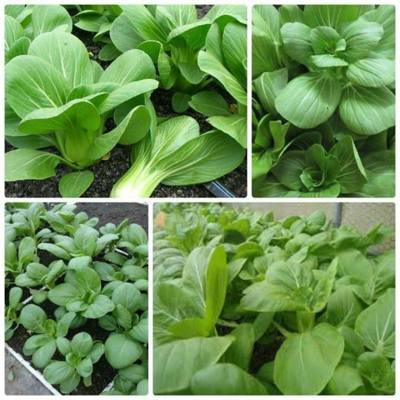 Hạt Giống Cải Chip Xanh( Cải Thìa) Hàng F1 Lá Lớn Ăn Ngọt Rất Năng Suất