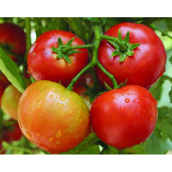 Hạt giống cà chua khổng lồ