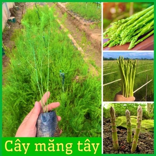 Cây măng tây xanh cao 20-30 cm trồng 4 tháng có măng dễ chăm sóc( ảnh thật hình cuối) .