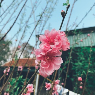 quynh.anh.11
