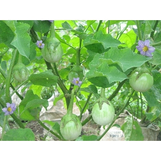 5 Gam-Hạt Giống Cà Pháo Xanh Cao Sản,kháng sâu bệnh tốt, sinh trưởng khoẻ, năng xuất cao