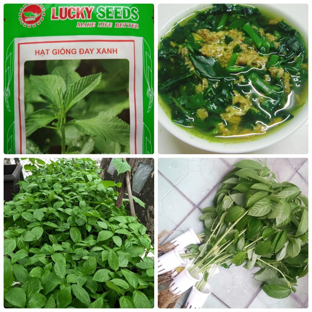 COMBO 2 gói hạt giống rau đay xanh -HGT | Shopee Việt Nam