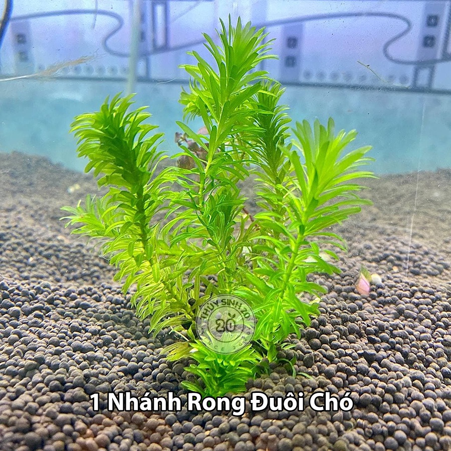 Rong Đuôi Chó cây thủy sinh [Chỉ ship HCM] | Shopee Việt Nam