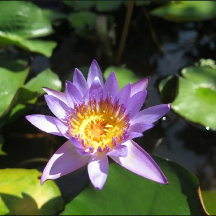 Hạt giống hoa súng