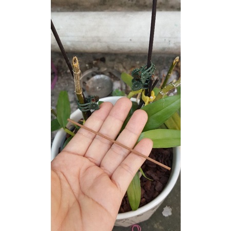 Combo 5 óng Nhang trầm không tăm  to 2 li ( Tặng đế hoa sen)