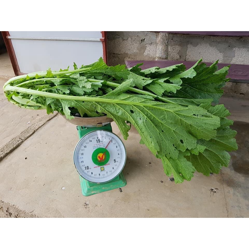 Hạt Giống Rau Cải Mèo🌱 Đặc Sản Vùng Cao, Ăn Ngon Rất Dễ Trồng