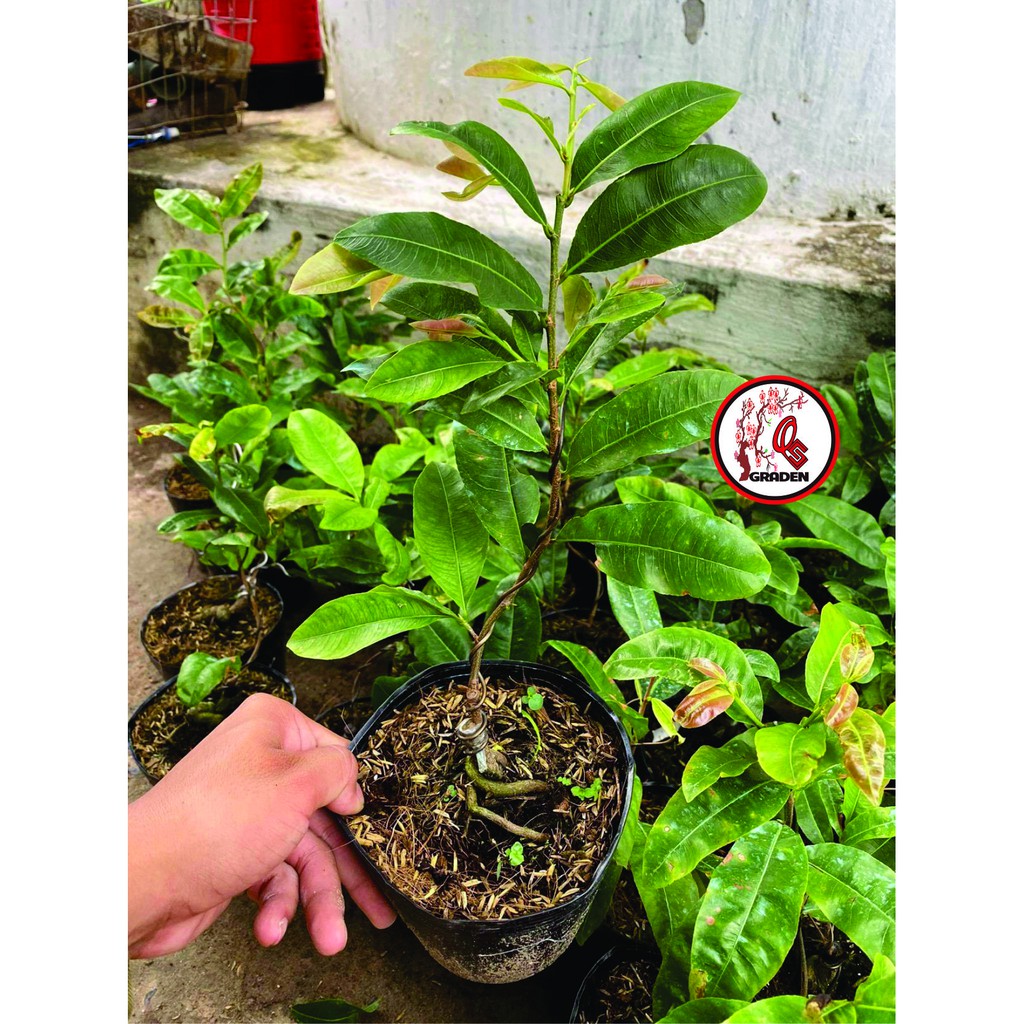 Hoa Mai Ngự Sử_cây ghép chuẩn