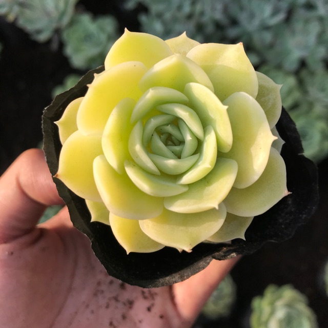 Sen đá ngọc bích 5-8cm | Shopee Việt Nam
