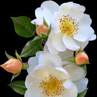 vtranathu