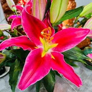 thuyhua17