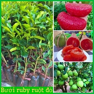 Cây giống bưởi ruby ruột đỏ không hạt vị ngọt thanh cây giống khỏe mạnh không sâu bệnh( ảnh thật hình cuối) .