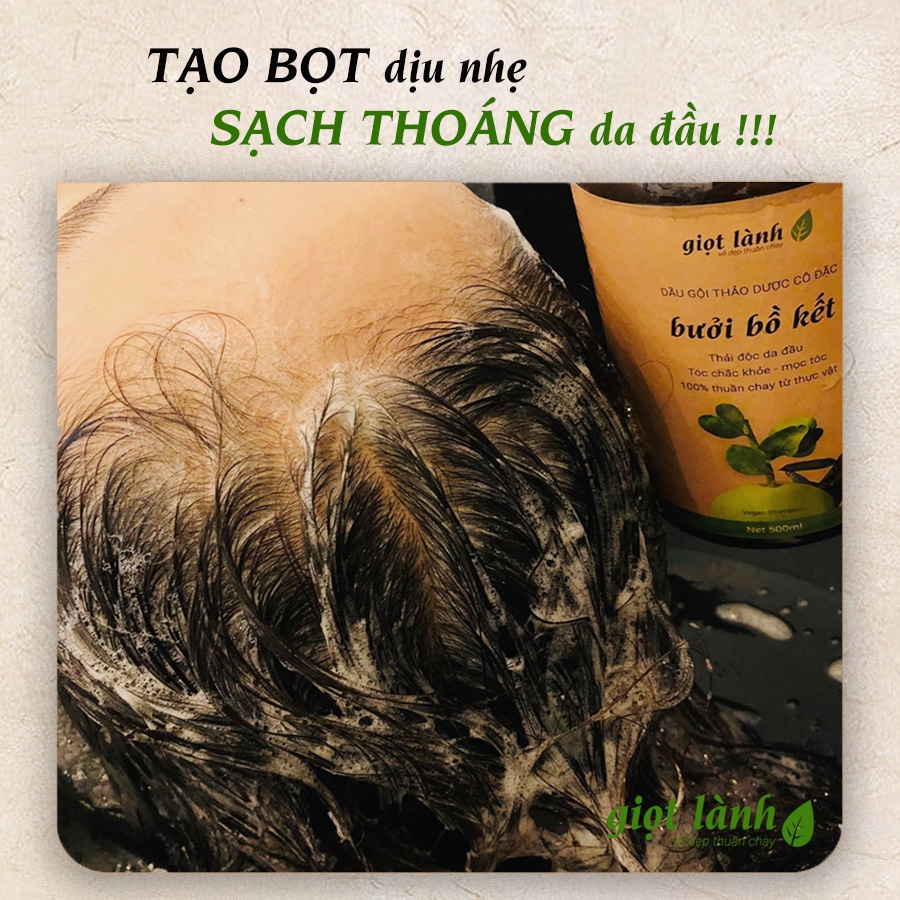 Dầu gội bồ kết – bưởi cô đặc, dầu gội thảo dược kích thích mọc tóc Giọt Lành 500ml