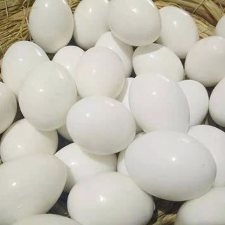Trứng Giả Trứng Giả Cho Bồ Câu Nhựa Trứng Chắc Chắn Mô Phỏng Trứng Chim Bồ Câu Giả Trứng Aviculture Dụng Cụ Tổ Trứng ấp trứng 1PC