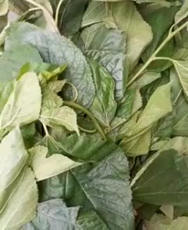 Lá Dâu Tằm tươi 1kg hàng sạch