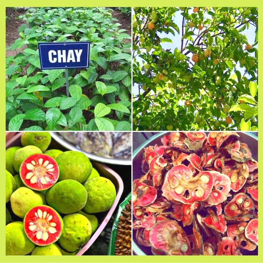 CÂY CHAY RUỘT ĐỎ | Shopee Việt Nam