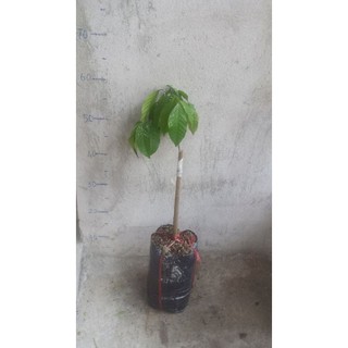 Cây Bòn Bon Thái Quả Vàng .