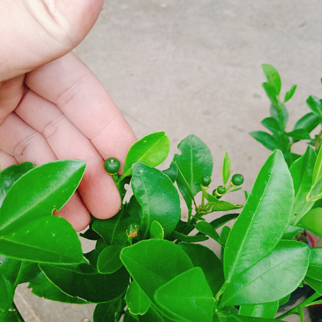 Cây tắc chua ( cây quất, cây hạnh ) - cây đang cho trái