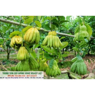 Cây Giống Phật Thủ .