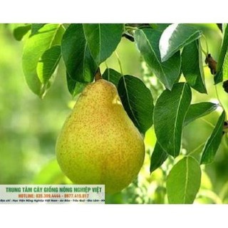 Cây Giống Lê Vàng Quả Bao Giòn .