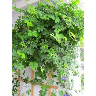 Cây Giống Hoa Đậu Biếc Leo Giàn .