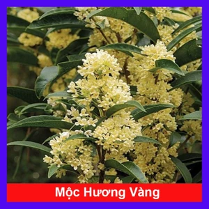 Cây mộc hương ta - cho hoa thơm say đăm lòng người