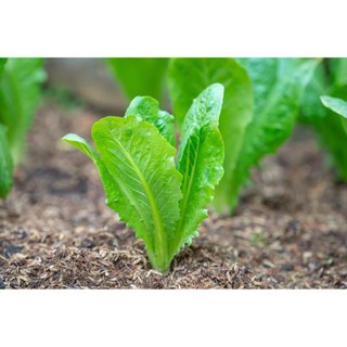 Hạt giống rau xà lách cao sản .
