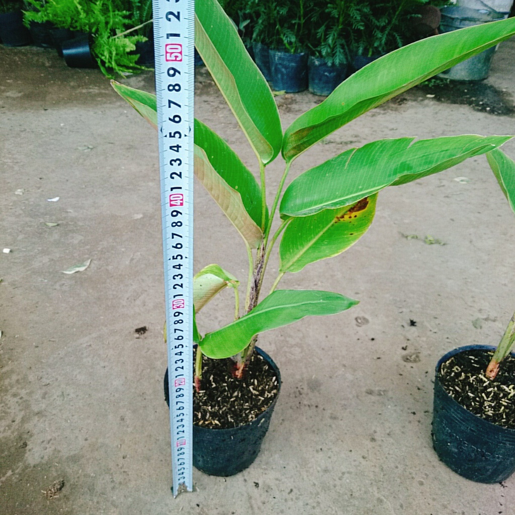 Cây Chuối Mỏ Phượng - cây cảnh trong nhà