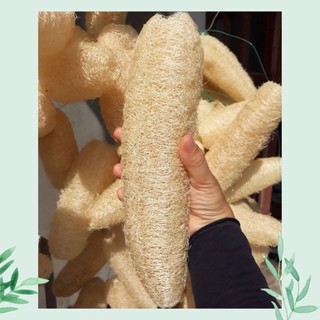 COMBO 5 Bông Tắm Xơ Mướp Tự Nhiên Nguyên Quả (Mộc Xơ) , Tẩy Da Chết, Xơ Mướp Tắm, Massage Body, Bông Tắm Tạo Bọt