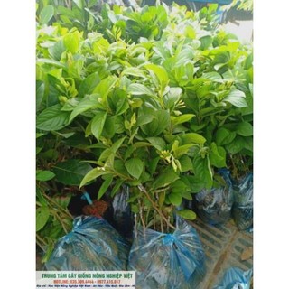 Cây Giống Hồng Nhân Hậu Quả Đỏ .