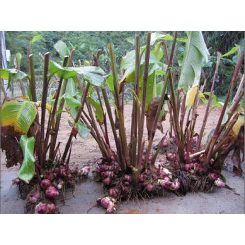 Củ dong riềng giống (củ chóc) | Shopee Việt Nam