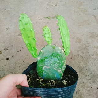 xương rồng tai thỏ, cây cảnh trang trí nhà cửa, quán cà phê, không tốn công chăm sóc nhiều