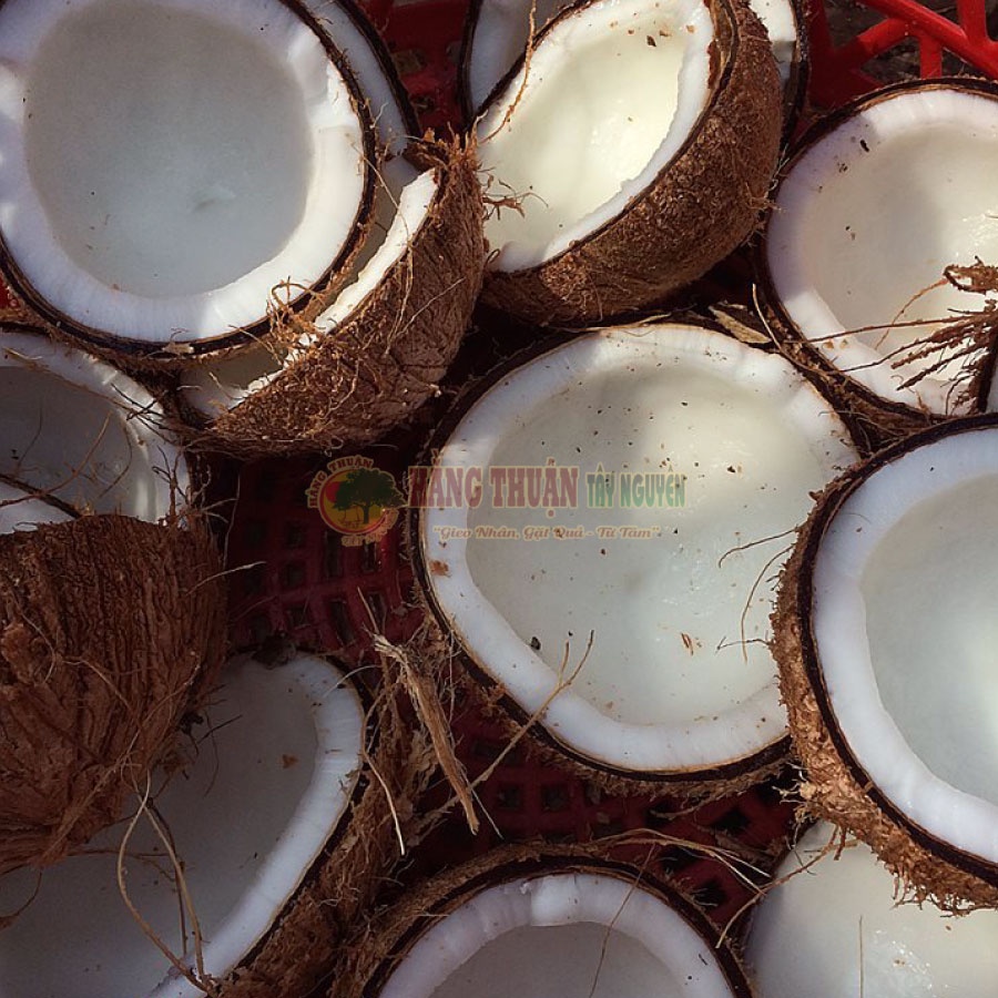 Dầu Dừa Nguyên Chất Handmade Hằng Thuận Tây Nguyên [150-250ml]