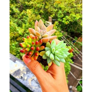 COMBO 5 sen đá SIZE VỈ- MẦM NẮNG GARDEN LỖI 1 ĐỔI 1