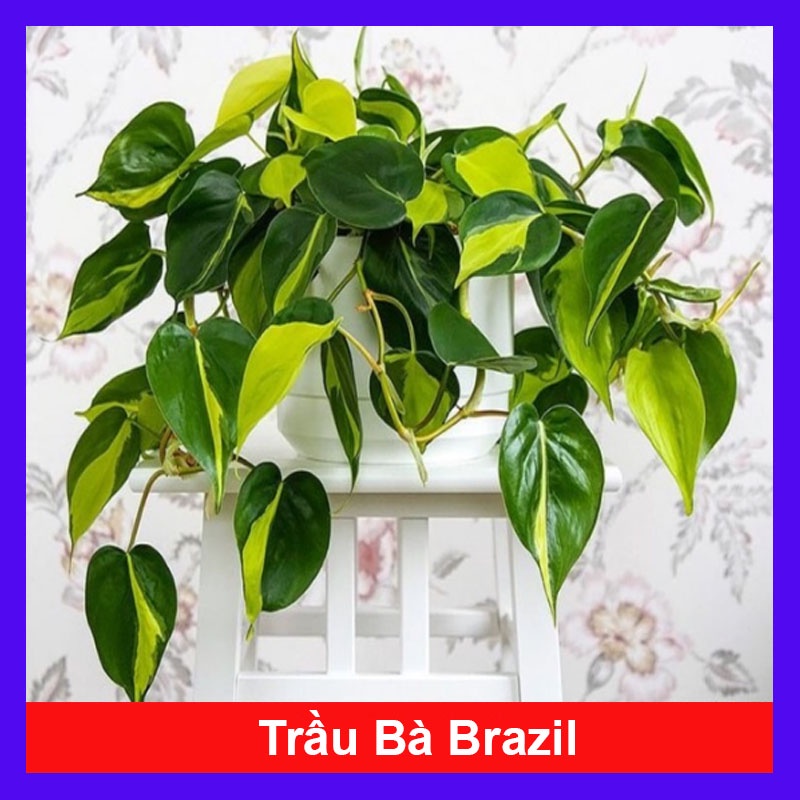 Trầu bà Brazil ( Philodenron Brazil )