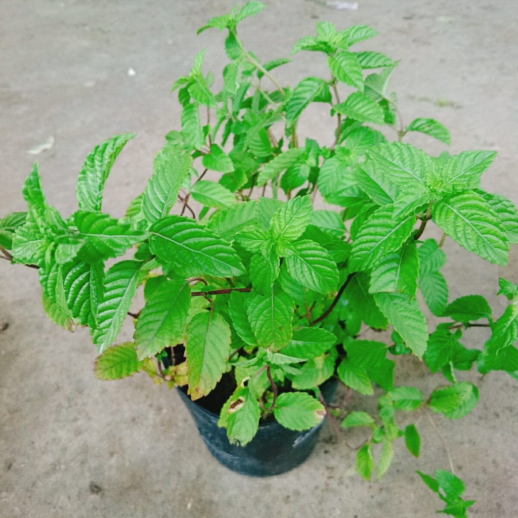 Cây sương sáo làm thạch sương sáo, thanh nhiệt giải độc mát gan, lợi tiểu, đẹp da
