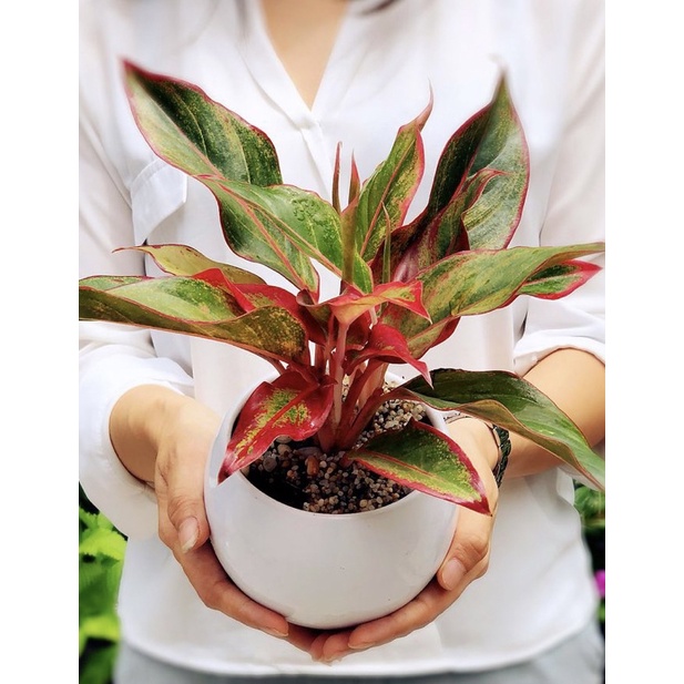 Cây Phú Quý (chịu mát) | Shopee Việt Nam