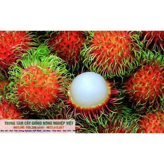 Cây Giống Chôm Chôm Thái Cao 70cm-80cm .