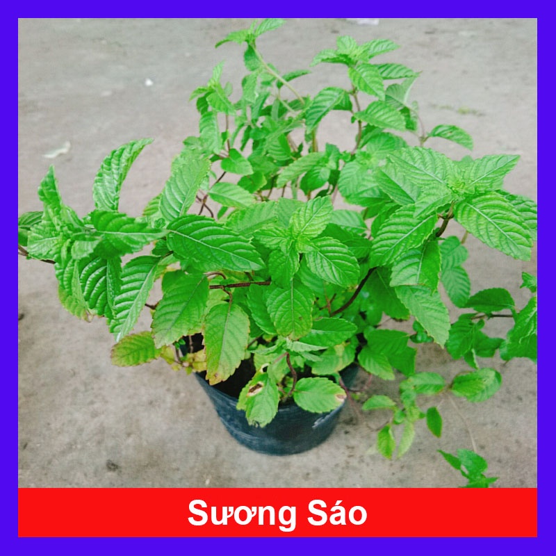 Cây sương sáo làm thạch sương sáo, thanh nhiệt giải độc mát gan, lợi tiểu, đẹp da